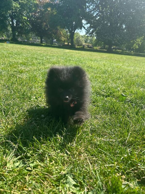 2 beautiful pomeranian male puppies for sale in Fulham, Greater London