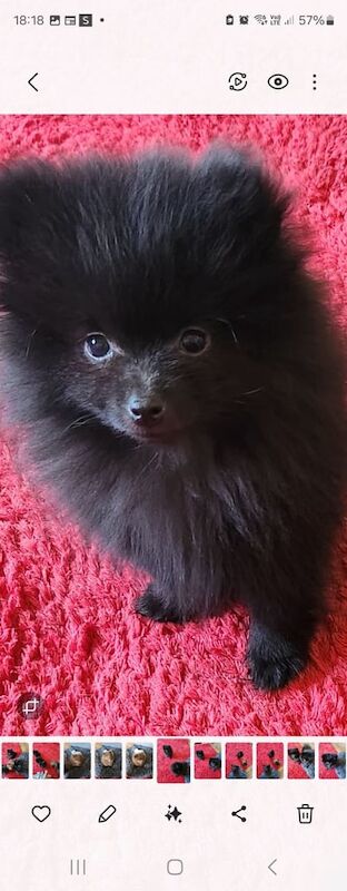 2 beautiful pomeranian male puppies for sale in Fulham, Greater London | Image 2