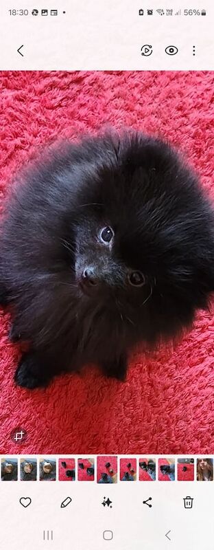 2 beautiful pomeranian male puppies for sale in Fulham, Greater London | Image 3