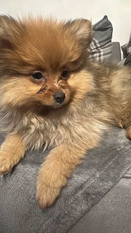 Pomeranian puppies for sale in Enfield, Greater London – 4 months old - Image 2 of 6