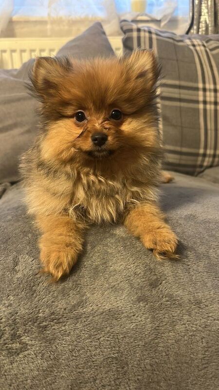 Pomeranian puppies for sale in Enfield, Greater London – 4 months old - Image 3 of 6