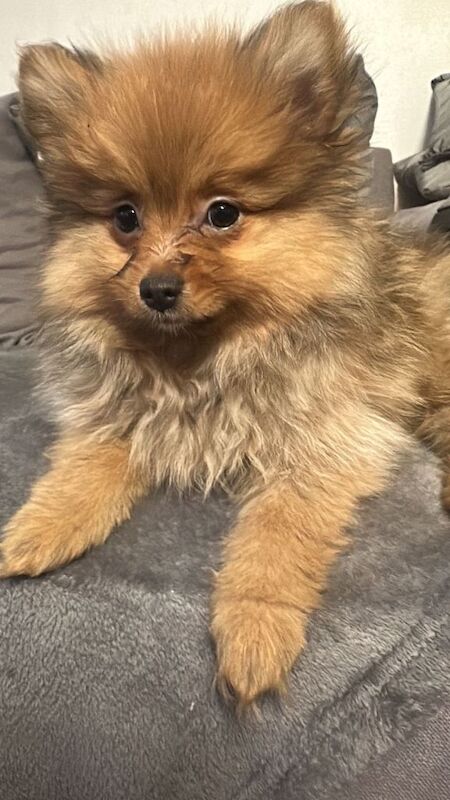 Pomeranian puppies for sale in Enfield, Greater London – 4 months old - Image 4 of 6