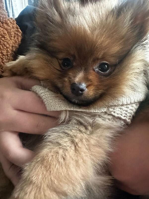 Pomeranian puppies for sale in Enfield, Greater London – 4 months old - Image 5 of 6