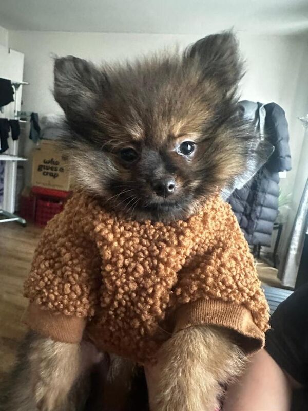 Pomeranian puppies for sale in Enfield, Greater London – 4 months old - Image 6 of 6