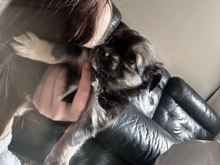 2 beautiful Pomeranian x Chihuahua female puppies grey beige for sale in Chorlton, Cheshire