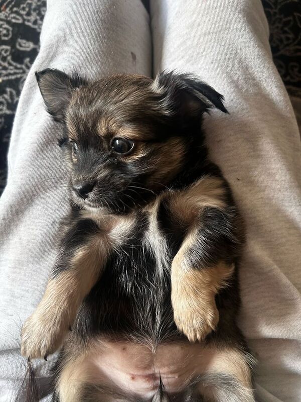 2 beautiful Pomeranian x Chihuahua female puppies grey beige for sale in Chorlton, Cheshire - Image 3