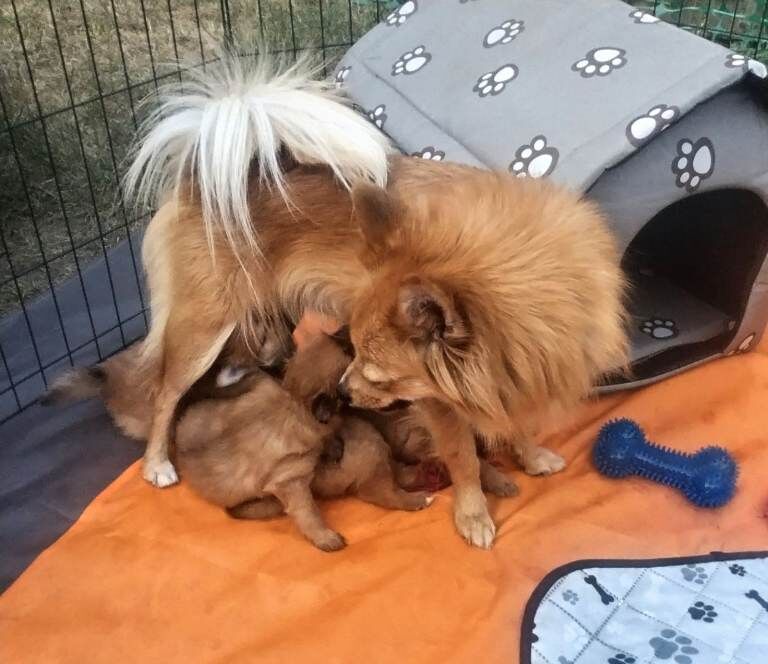 Pomeranian Puppies For Sale Under £1,000