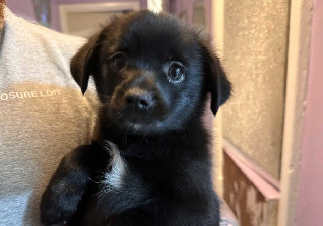 Pomeranian puppies for sale in Willenhall, West Midlands – 1 year old - Image 3 of 3