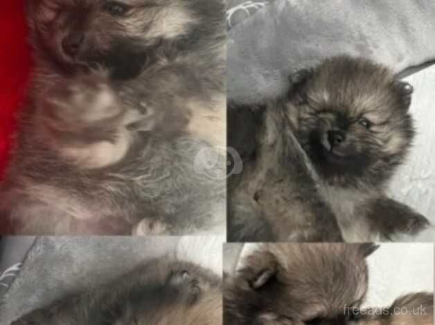 Pomeranian puppies for sale in Dudley, Tyne and Wear – 10 months old - Image 1 of 5