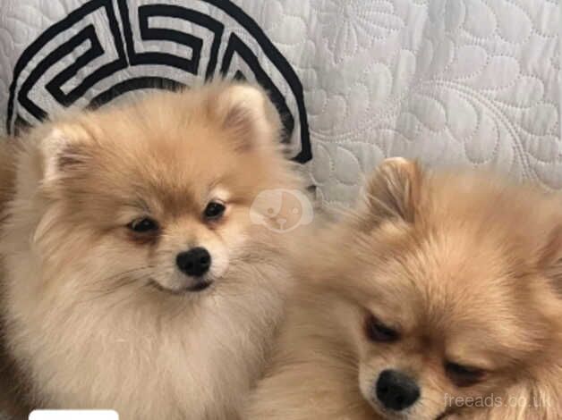 Pomeranian puppies for sale in Dudley, Tyne and Wear – 10 months old - Image 2 of 5