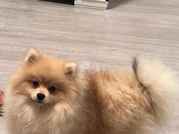 Pomeranian puppies for sale in Dudley, Tyne and Wear – 10 months old - Image 3 of 5