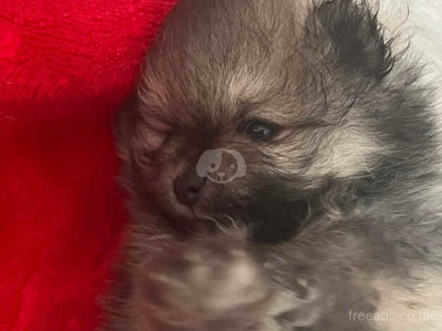 Pomeranian puppies for sale in Dudley, Tyne and Wear – 10 months old - Image 4 of 5