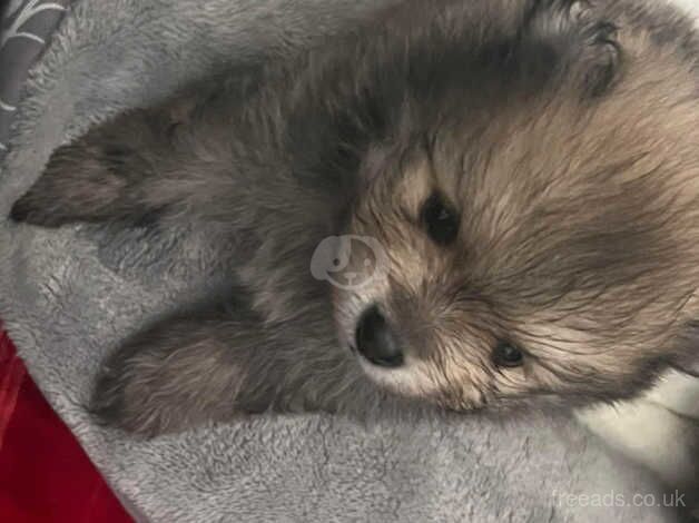 Pomeranian puppies for sale in Dudley, Tyne and Wear – 10 months old - Image 5 of 5