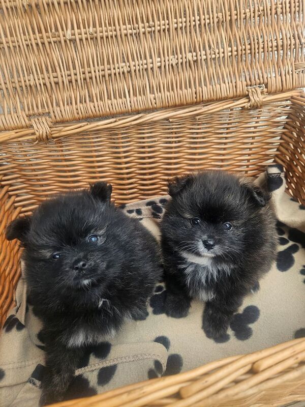 Pomeranian puppies for sale in Patchway, Gloucestershire – 6 weeks old