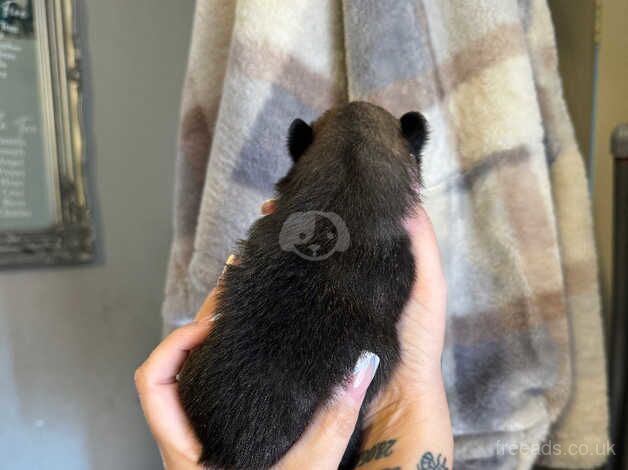 Pomeranian puppies for sale in Larkhall, Lanarkshire – KC registered, 1 year old - Image 2 of 5