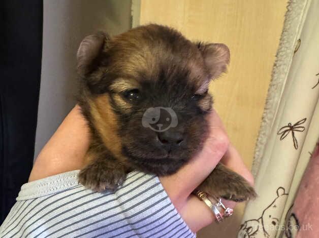 Pomeranian puppies for sale in Larkhall, Lanarkshire – KC registered, 1 year old - Image 3 of 5