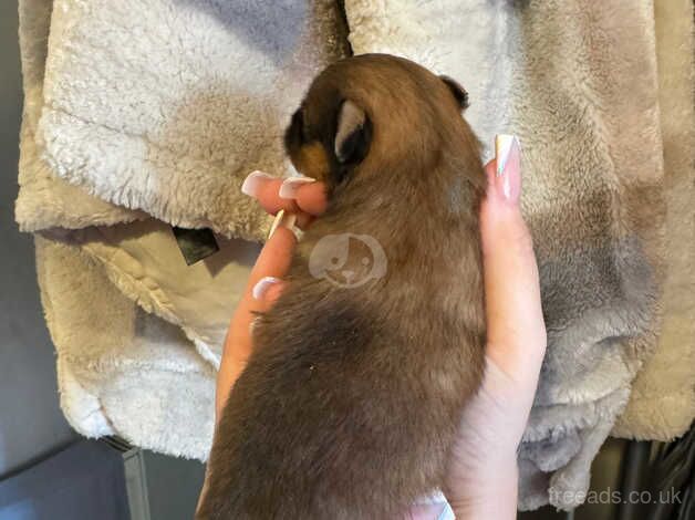 Pomeranian puppies for sale in Larkhall, Lanarkshire – KC registered, 1 year old - Image 4 of 5