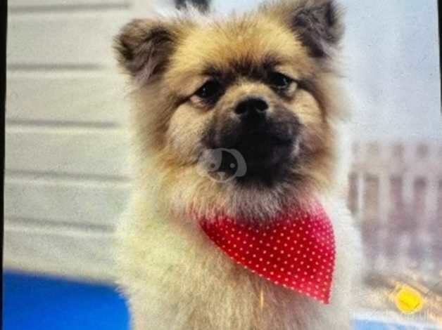 Pomeranian puppies for sale in Larkhall, Lanarkshire – KC registered, 1 year old - Image 5 of 5