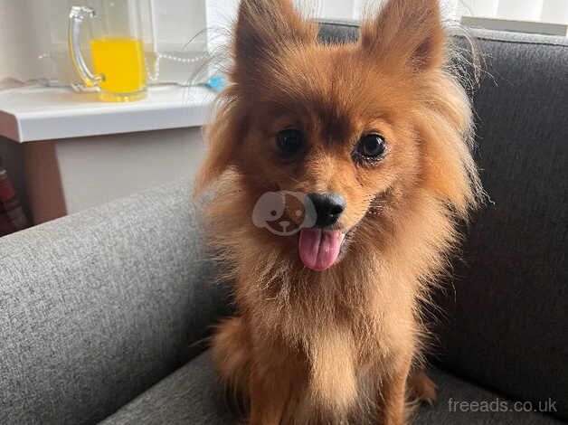 Pomeranian puppies for sale in Newcastle upon Tyne, Tyne and Wear – KC registered, 4 years old - Image 1 of 5