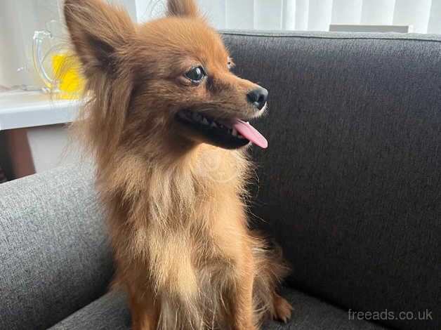 Pomeranian puppies for sale in Newcastle upon Tyne, Tyne and Wear – KC registered, 4 years old - Image 2 of 5