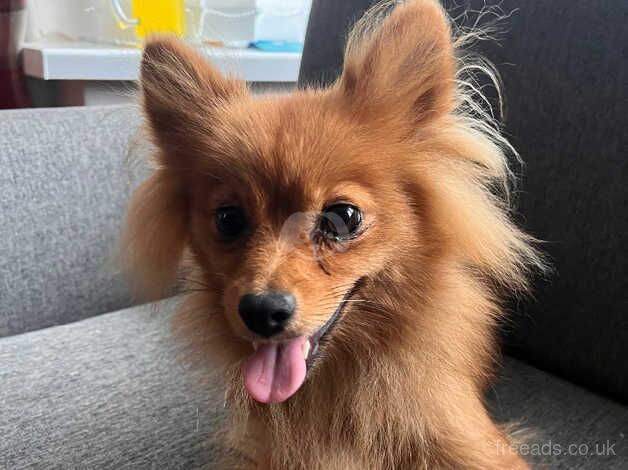 Pomeranian puppies for sale in Newcastle upon Tyne, Tyne and Wear – KC registered, 4 years old - Image 3 of 5