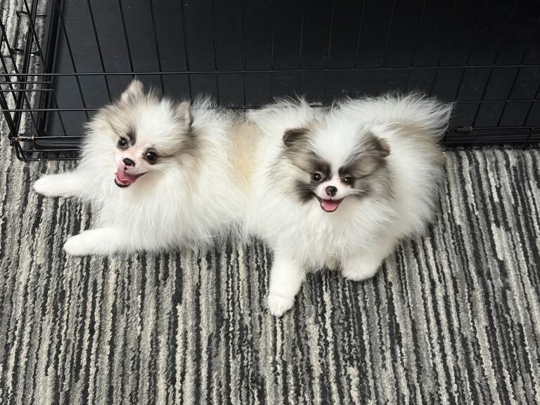 2 Gorgeous Pomeranian Puppies!