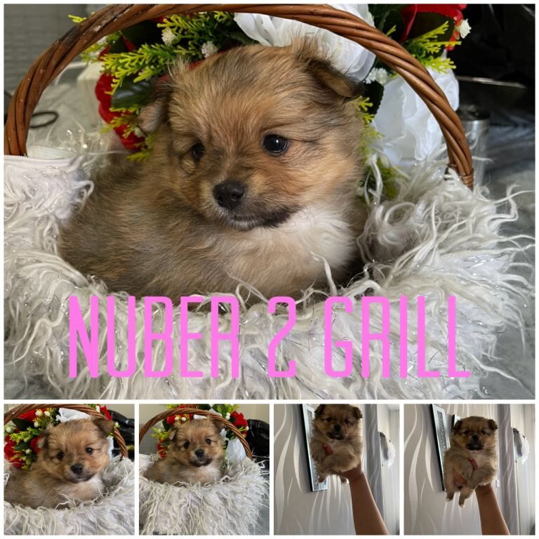 2 grill Pomerian mix Yorkshire Terry for sell