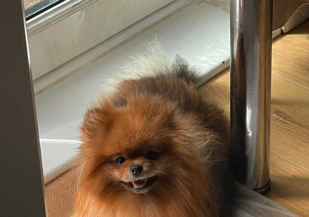 2 KC registered purebred teddy bear pomeranian boys looking for their forever home - Image 2 of 3