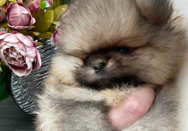 2 KC registered purebred teddy bear pomeranian boys looking for their forever home - Image 3 of 3