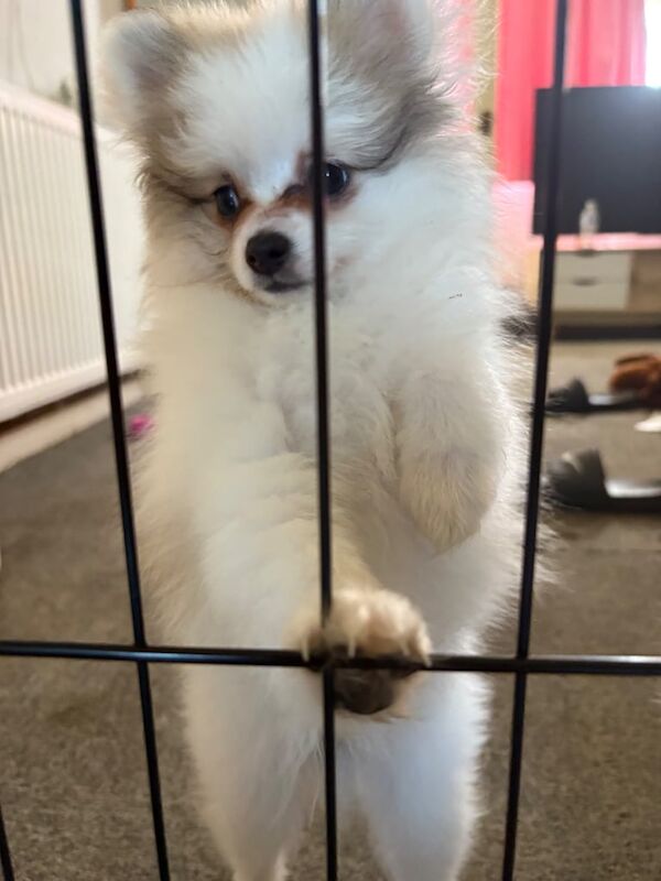 Pomeranian puppies for sale in Hastings, East Sussex – 11 weeks old