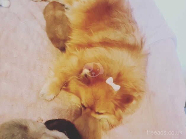 2 male Russian pomeranian puppies for sale in Dunstable, Bedfordshire - Image 1