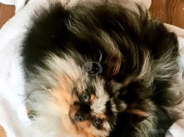 2 male Russian pomeranian puppies for sale in Dunstable, Bedfordshire - Image 2