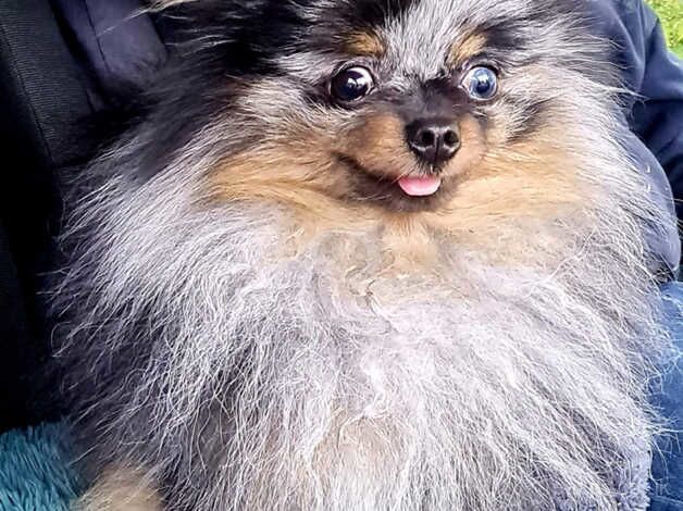 Pomeranian puppies for sale in Dunstable, Bedfordshire – 1 year old - Image 3 of 5