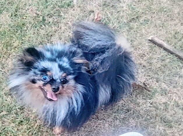 Pomeranian puppies for sale in Dunstable, Bedfordshire – 1 year old - Image 4 of 5