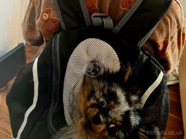 Pomeranian puppies for sale in Dunstable, Bedfordshire – 1 year old - Image 5 of 5