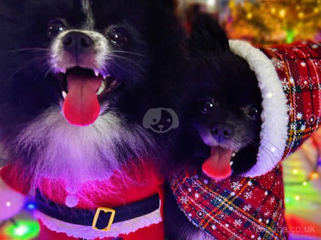 Pomeranian puppies for sale in New Ferry, Antrim – 2 years old - Image 2 of 5