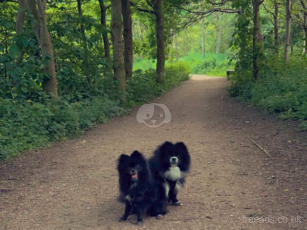Pomeranian puppies for sale in New Ferry, Antrim – 2 years old - Image 4 of 5