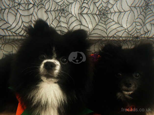 Pomeranian puppies for sale in New Ferry, Antrim – 2 years old - Image 5 of 5