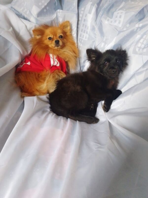 Pomeranian puppies for sale in Ilford, Greater London – 7 months old