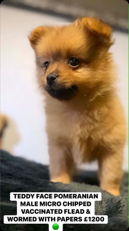 Pomeranian Puppies For Sale