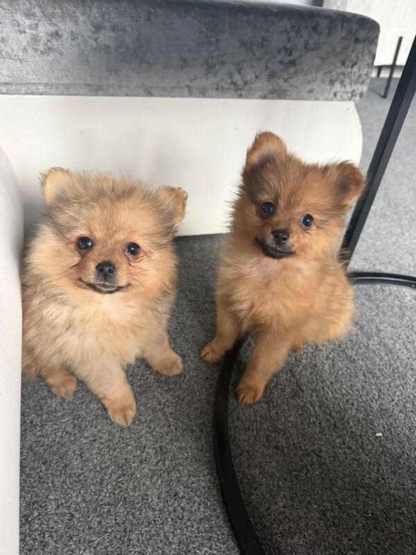 2 Pomeranian puppy’s left reduced price - Image 3 of 5