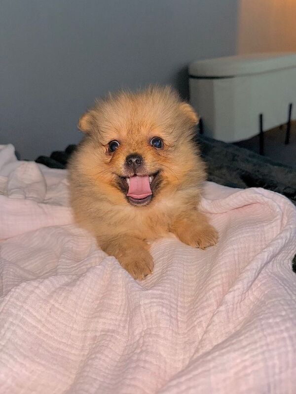 2 Pomeranian puppy’s left reduced price - Image 4 of 5