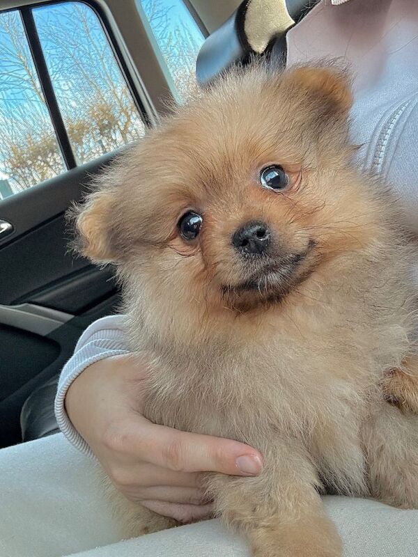 2 Pomeranian puppy’s left reduced price - Image 5 of 5