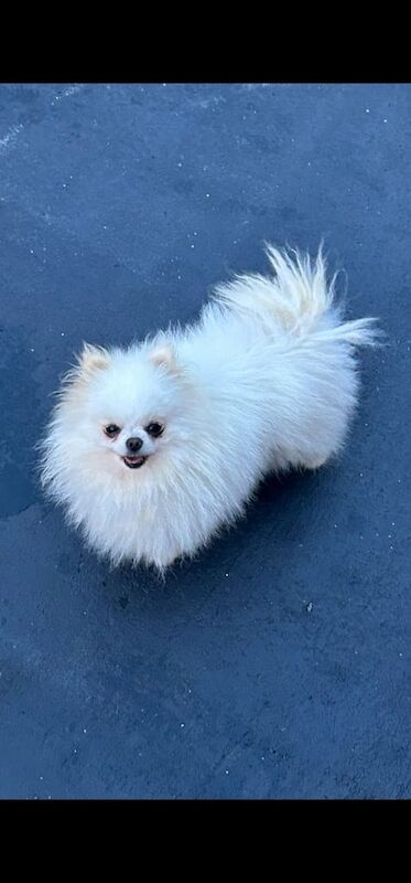 Pomeranian puppies for sale in Leigh, Greater Manchester – 5 years old