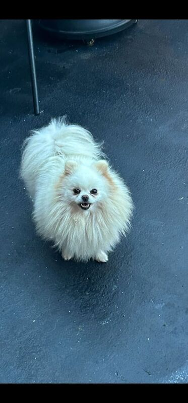Pomeranian puppies for sale in Leigh, Greater Manchester – 5 years old - Image 2 of 3