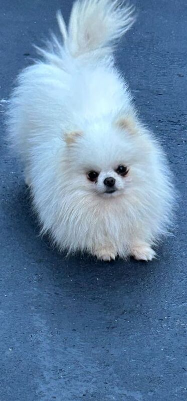 Pomeranian puppies for sale in Leigh, Greater Manchester – 5 years old - Image 3 of 3