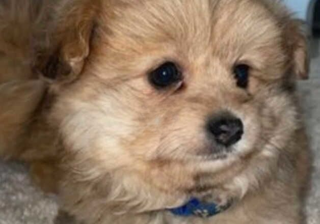 2 stunning pompanos left - Image 2 of 2