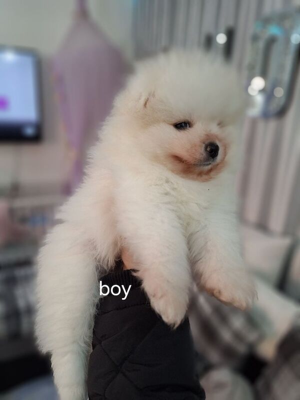 Pomeranian puppies for sale in Leicester, Leicestershire – 11 months old - Image 2 of 3