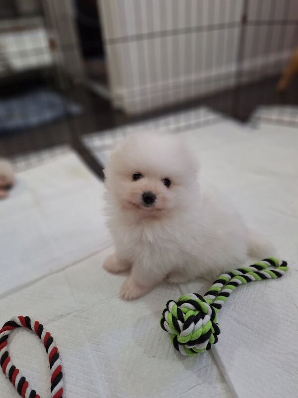Pomeranian puppies for sale in Leicester, Leicestershire – 11 months old - Image 3 of 3