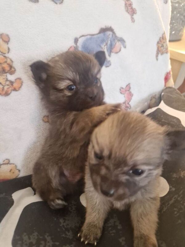 Pomeranian Puppies For Sale
